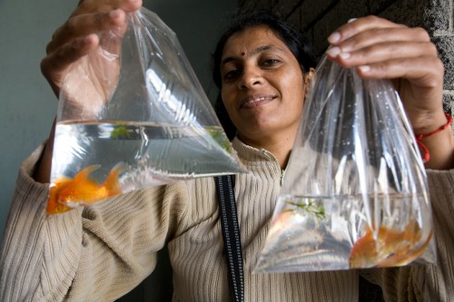 MAURICIENNE-POISSONS.jpg
